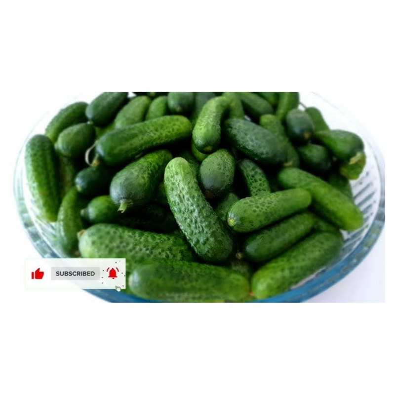 Cornichon geant-الخيار  المخلل  العملاق