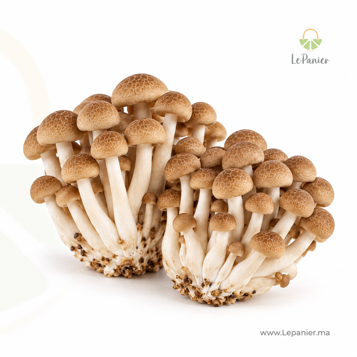 Champignon SHIMEJI – LePanier
