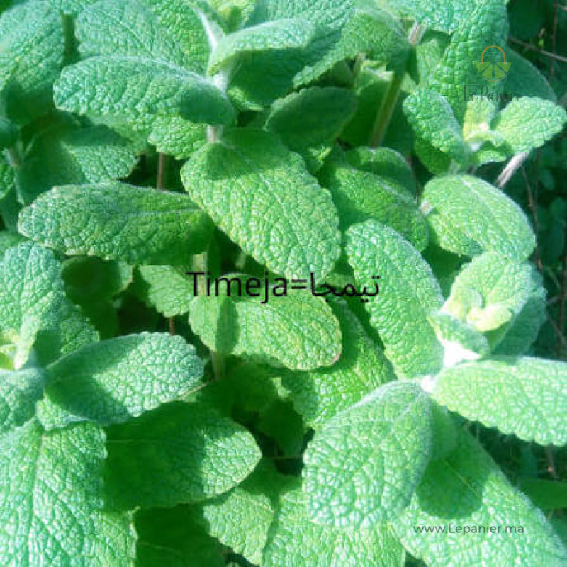 TIMIJJA (U) - تيميجا